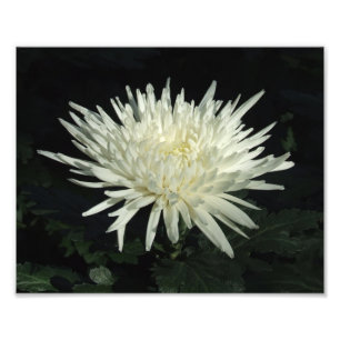 Chrysanthème blanc 10" x 8" copie de photo