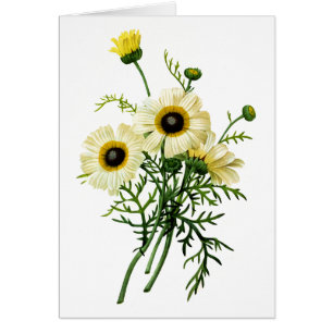 Chrysanthème blanc par Pierre Joseph Redoute