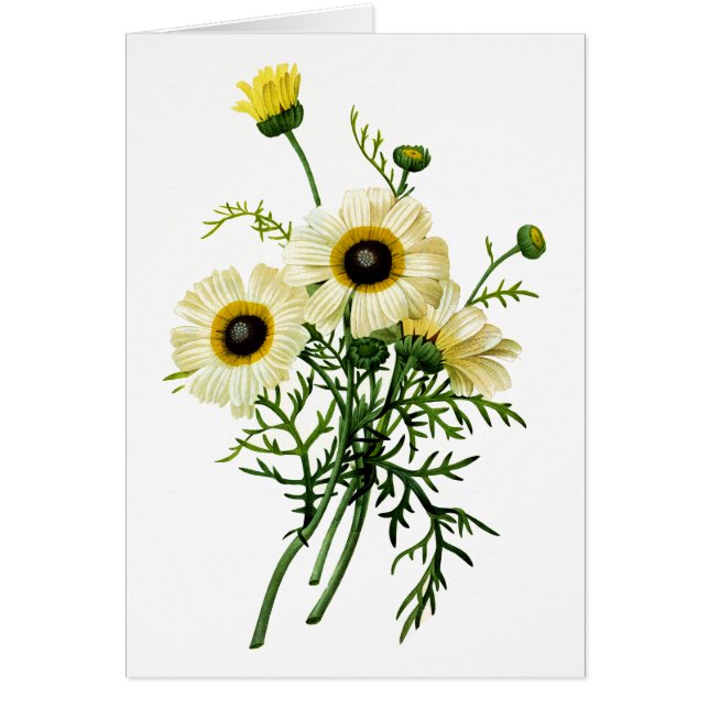 Chrysanthème blanc par Pierre Joseph Redoute (Devant)
