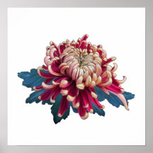 chrysanthème japonais rouge et jaune blanc Poster