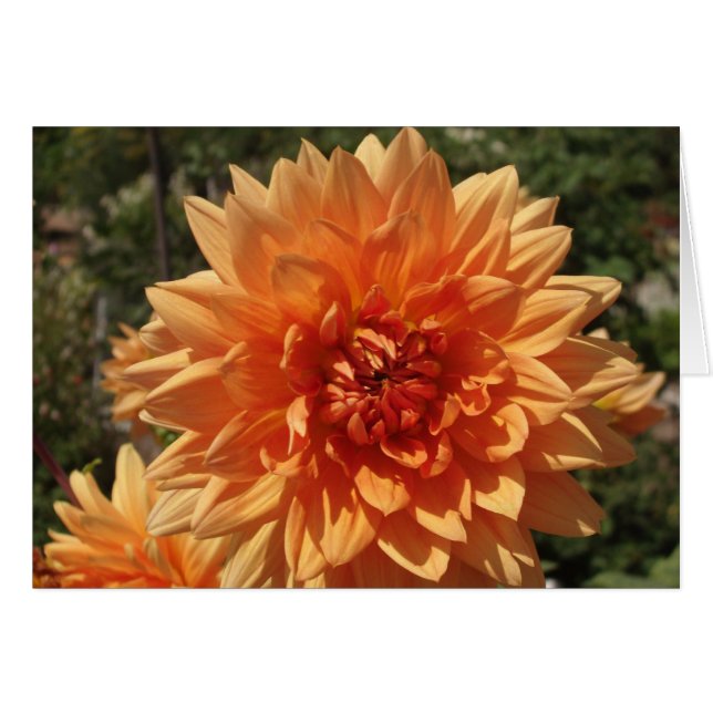 Chrysanthèmes (Devant Horizontal)