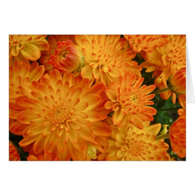 Chrysanthèmes d'orange du feu (Devant horizontal)