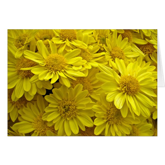 Chrysanthèmes jaunes de soleil (Devant horizontal)
