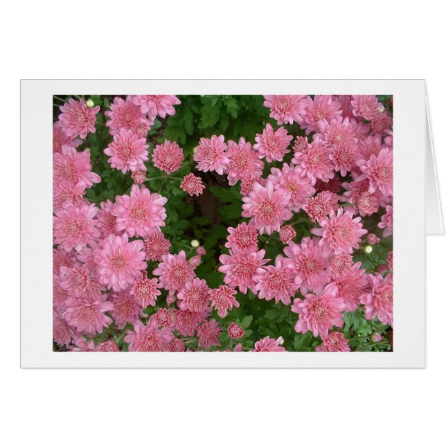 Chrysanthèmes roses (Devant horizontal)