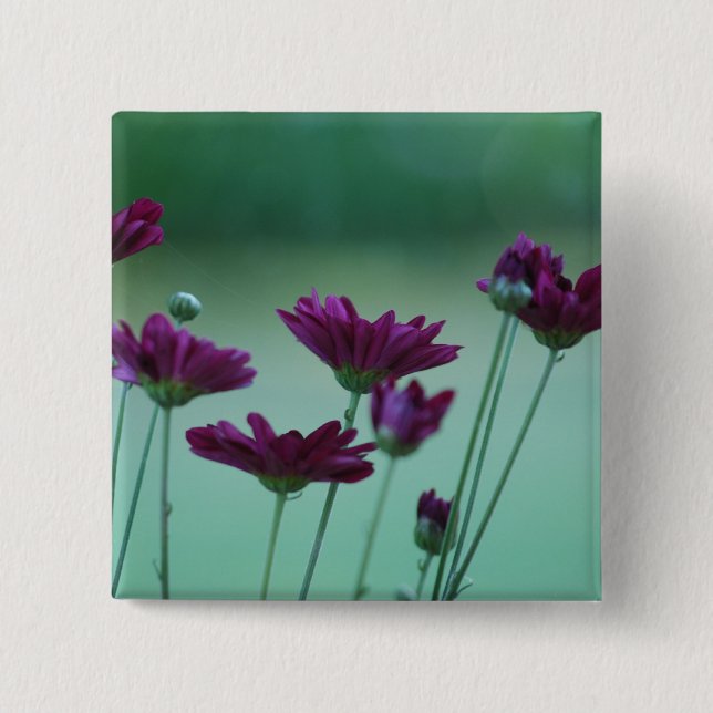 Chrysanthemum and meaning 2 inch square button (Front)