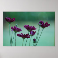 Chrysanthemum and meaning