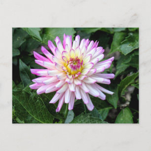 Chrysanthemum, Bute Park, Cardiff, Wales Postcard