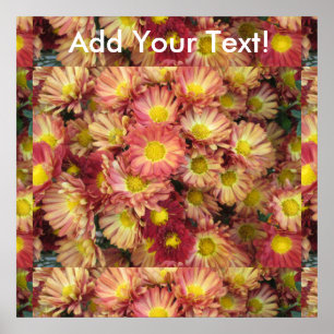 Chrysanthemum Cluster Garden Yellow Pink Poster
