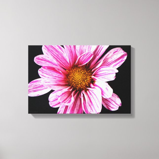 Chrysanthemum Flower 16.50x11 (41.25x27.5cm) waca Canvas Print (Front)