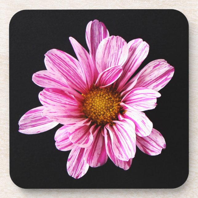 Chrysanthemum Flower coastercna Coaster (Front)