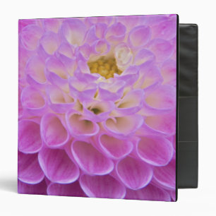 Chrysanthemum flower decorating grave site in binder