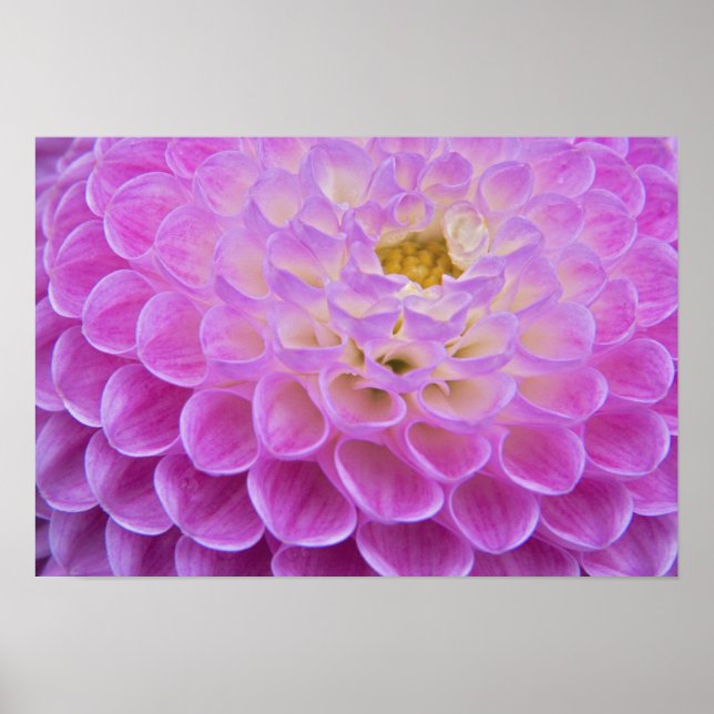 Chrysanthemum flower decorating grave site in poster (Front)