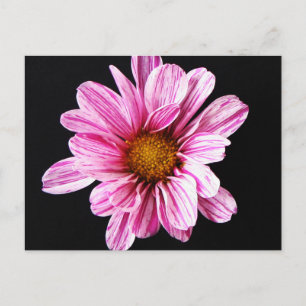 Chrysanthemum Flower pccnm Postcard