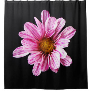 Chrysanthemum Flower sccn