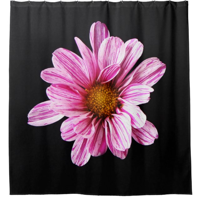 Chrysanthemum Flower sccnm (Front)