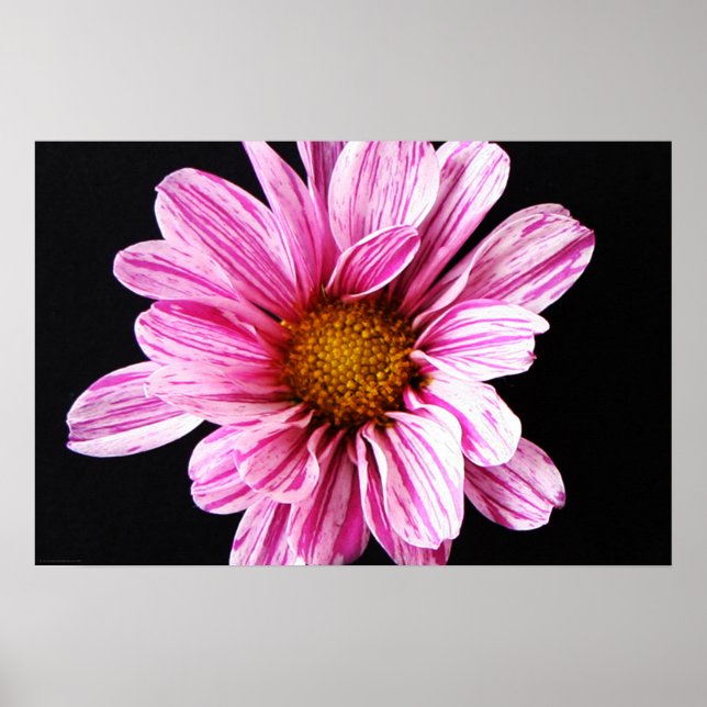 Chrysanthemum Flower wapcn Poster (Front)