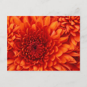 Chrysanthemum Flowers Postcard