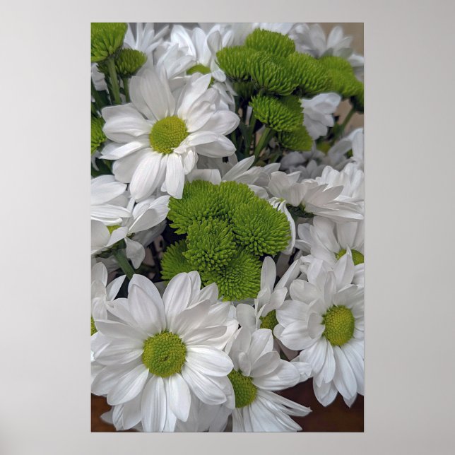 Chrysanthemum flowers Poster (Front)