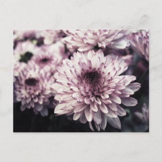 Chrysanthemum I Postcard