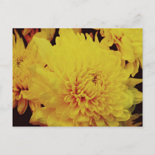 Chrysanthemum II Postcard
