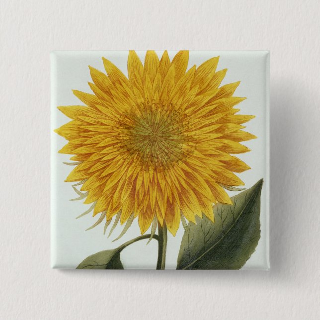 Chrysanthemum Indicum from 'Pythanthoza Iconograph 2 Inch Square Button (Front)