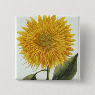 Chrysanthemum Indicum from 'Pythanthoza Iconograph 2 Inch Square Button