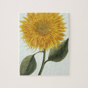 Chrysanthemum Indicum from 'Pythanthoza Iconograph Jigsaw Puzzle