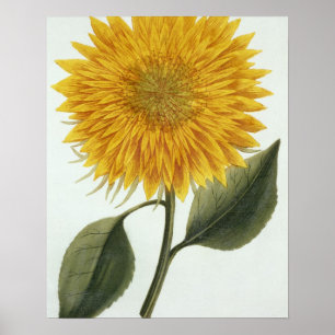 Chrysanthemum Indicum from 'Pythanthoza Iconograph Poster