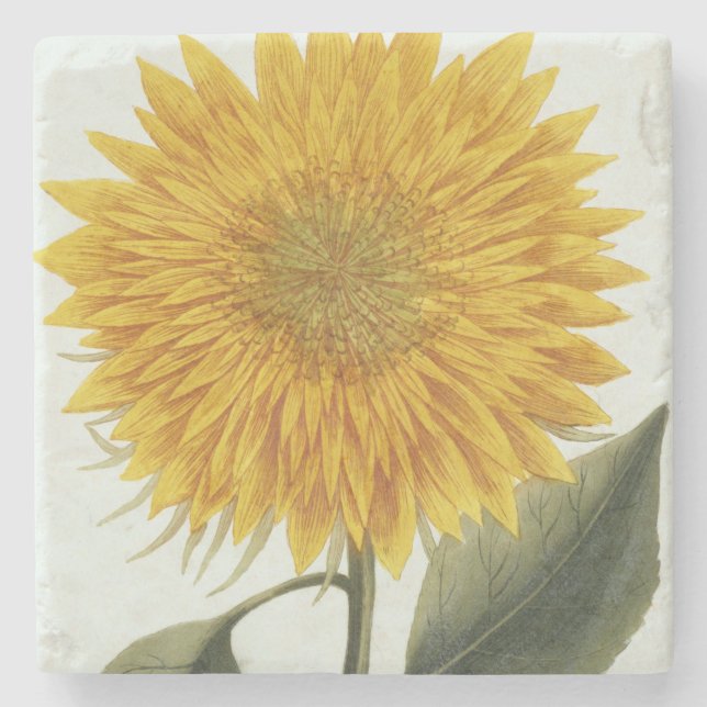 Chrysanthemum Indicum from 'Pythanthoza Iconograph Stone Coaster (Front)