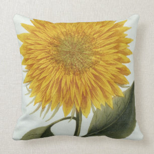 Chrysanthemum Indicum from 'Pythanthoza Iconograph Throw Pillow