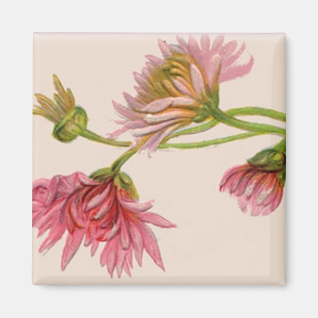 Chrysanthemum - Magnet (Front)