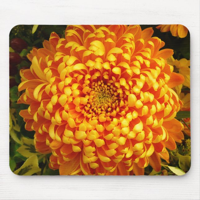CHRYSANTHEMUM ~ Mousepad (Front)