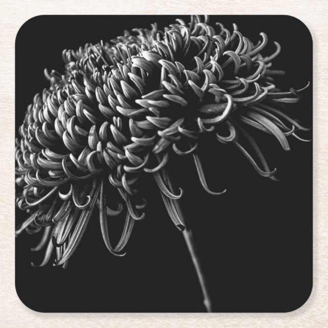 Chrysanthemum Square Paper Coaster (Front)