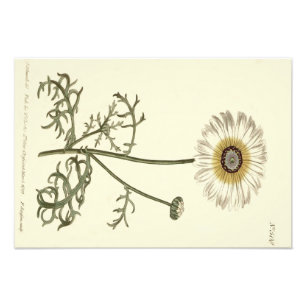Chrysanthemum Tricolor Yellow Illustration Photo Print