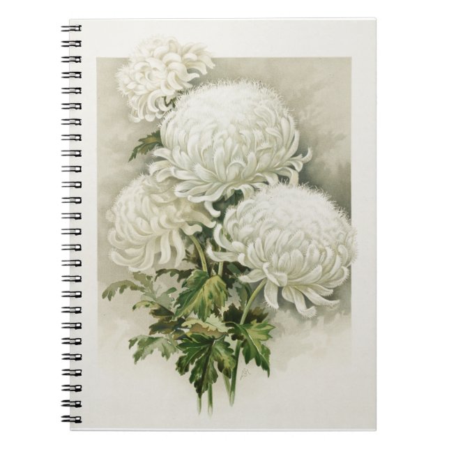 Chrysanthemums – Elegant Vintage Botanical Notebook (Front)