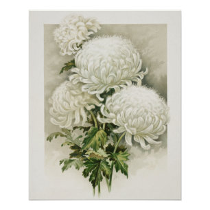 Chrysanthemums – Elegant Vintage Botanical Poster