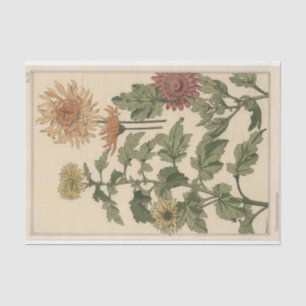 Chrysanthemums, Eugene Grasset's Botany Series Tissue Paper