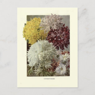 Chrysanthemums Postcard
