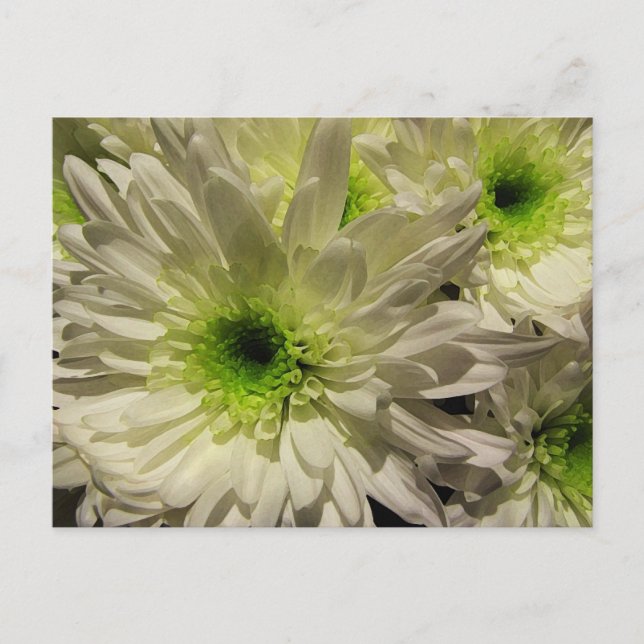Chrysanthemums Postcard (Front)