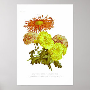 Chrysanthemums Poster
