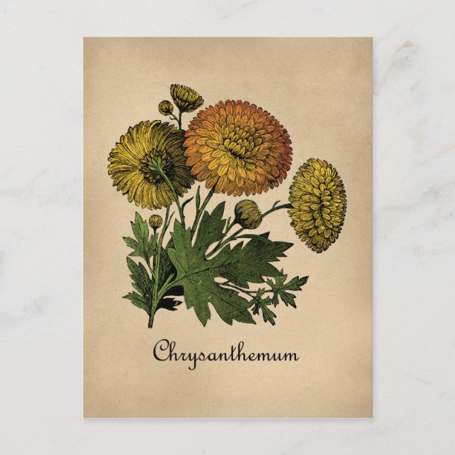 Chrysanthemums Vintage Botanical Postcard (Front)