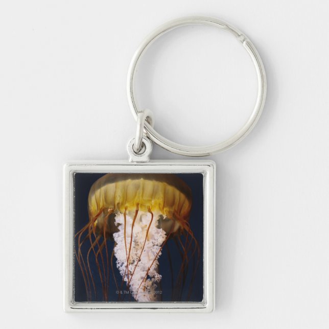 Chrysaora fuscescens,  Pacific Sea nettle Keychain (Front)