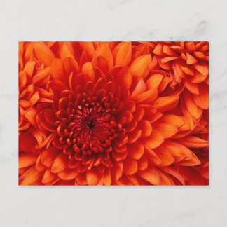 Chrysathmum postcard