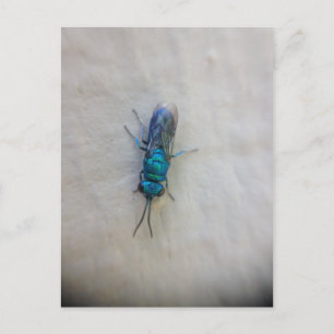Chrysididae - cuckoo wasp postcard