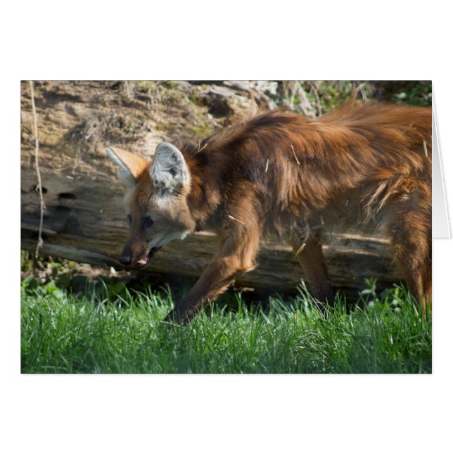 Chrysocyon brachyurus (Front Horizontal)