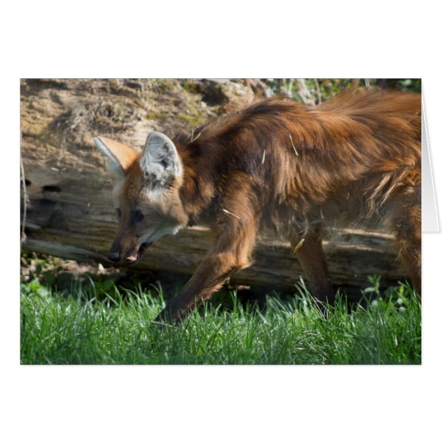 Chrysocyon brachyurus (Front Horizontal)