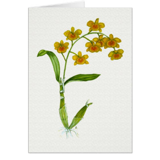 Chrysotoxum de Dendrobium