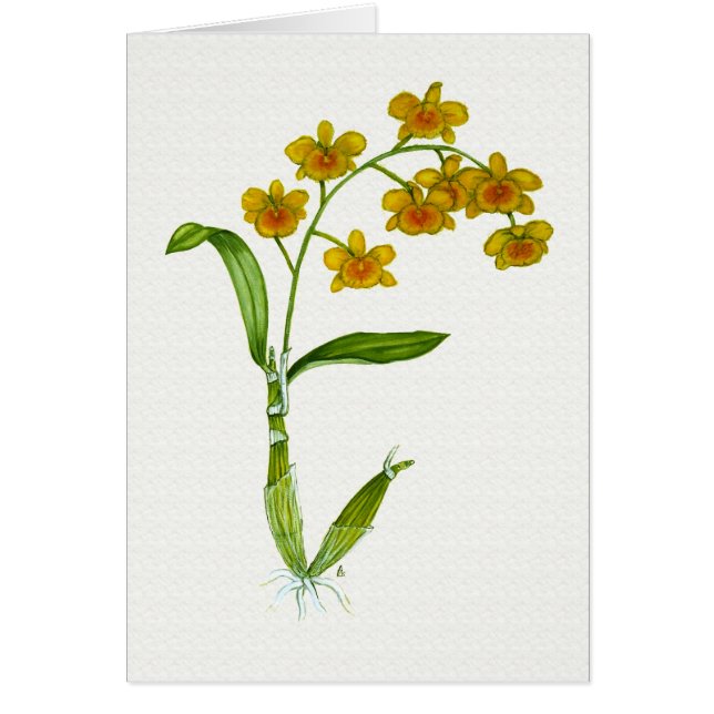 Chrysotoxum de Dendrobium (Devant)