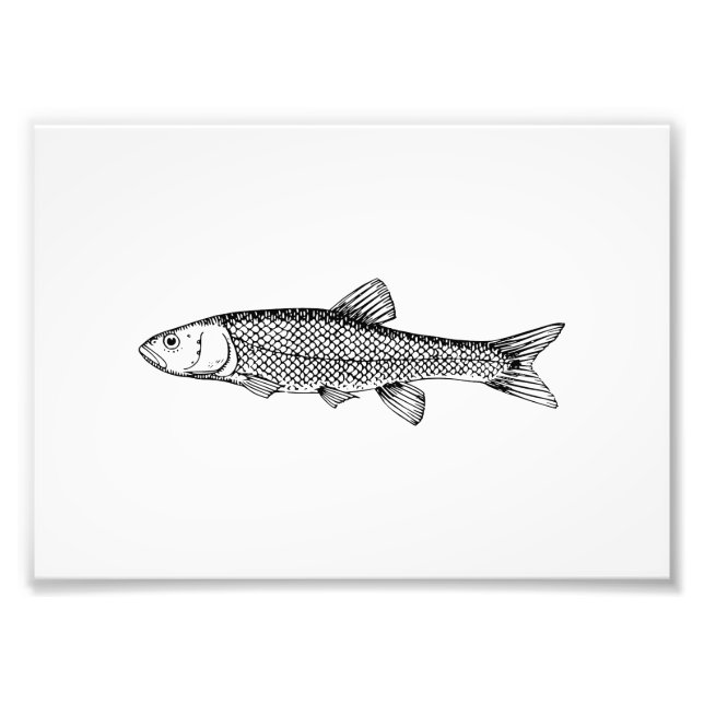 Chub Fish Drawing Photo Print (Front)