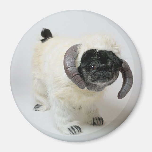 Chubbs Le Magnet Wampug (Devant)